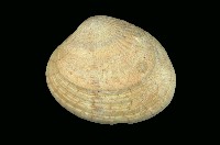 藏品(歧紋簾蛤)的圖片